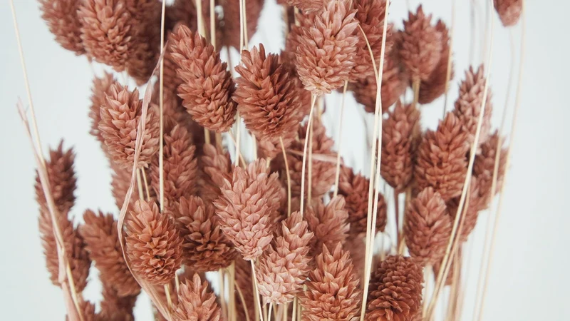 Phalaris getrocknet - 1 Bund - Blush