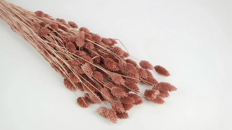 Phalaris getrocknet - 1 Bund - Blush