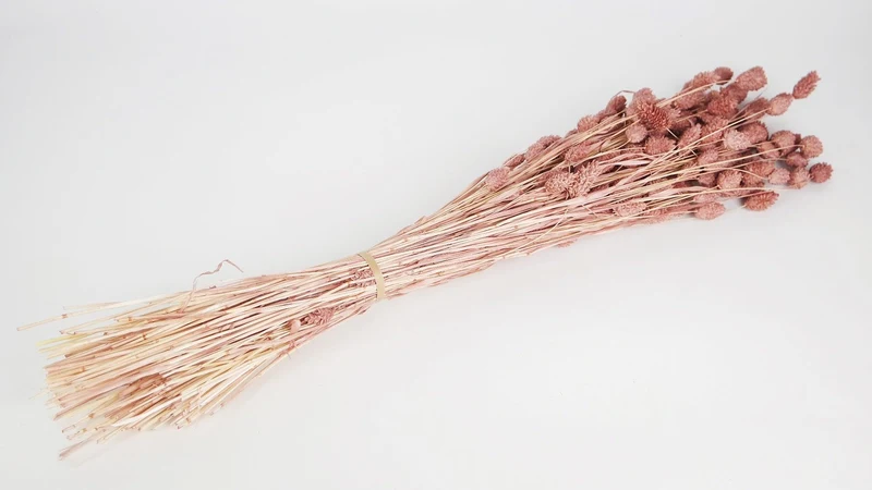 Phalaris getrocknet - 1 Bund - Blush