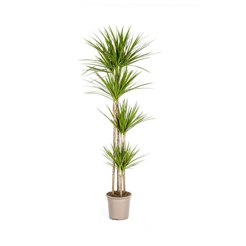 Dracaena Marginata ‘Green’ - Ø 27 cm - 170-190 cm