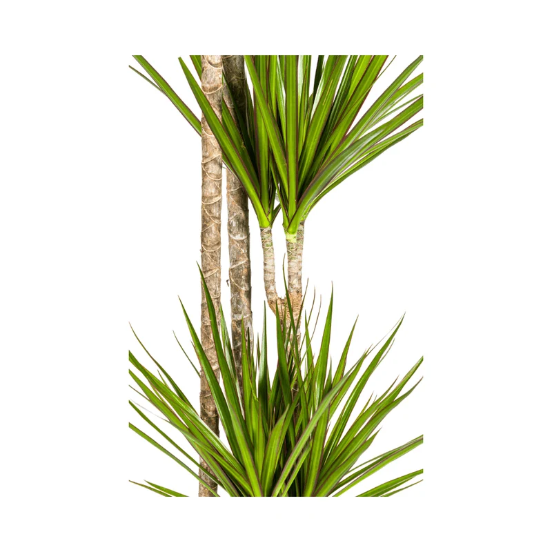 Dracaena Marginata ‘Green’ - Ø 27 cm - 170-190 cm