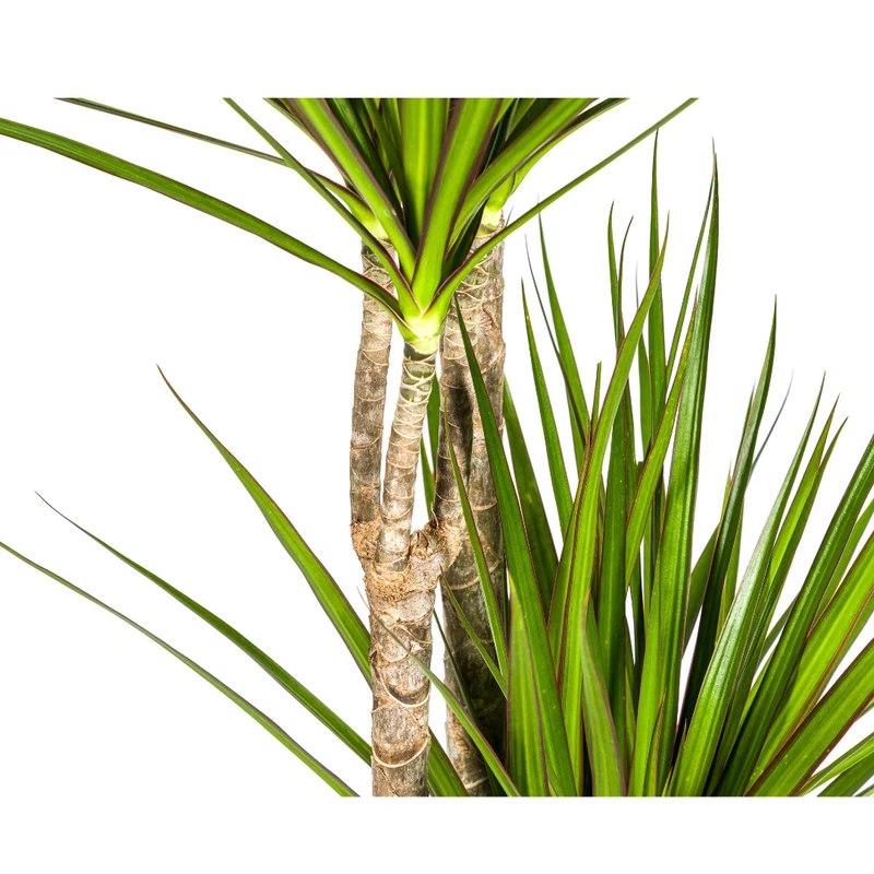 Dracaena Marginata ‘Green’ - Ø 27 cm - 170-190 cm