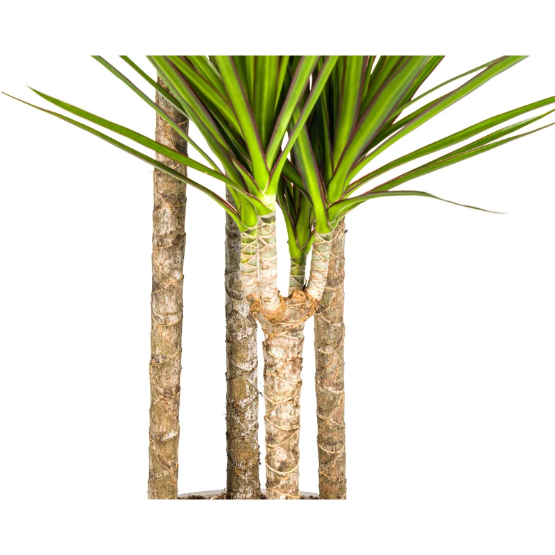 Dracaena Marginata ‘Green’ - Ø 27 cm - 170-190 cm