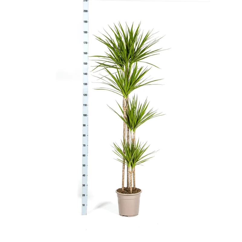 Dracaena Marginata ‘Green’ - Ø 27 cm - 170-190 cm