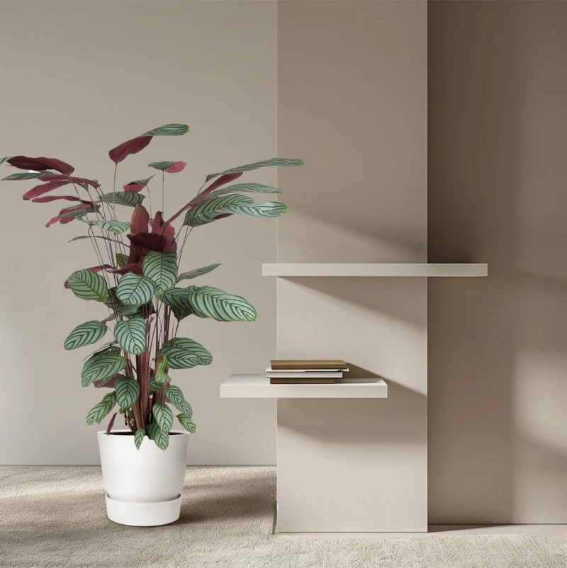 Calathea oppenheimiana | Korbmarante in verschiedenen Größen – Immergrün & Haustierfreundlich