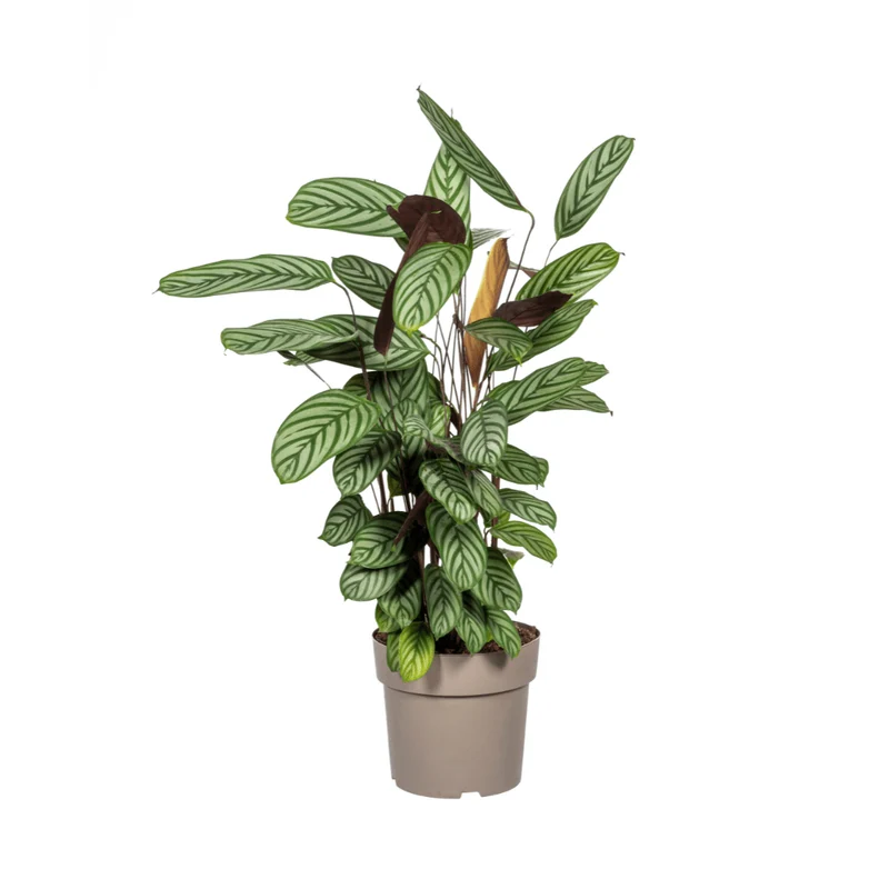 Calathea oppenheimiana | Korbmarante in verschiedenen Größen – Immergrün & Haustierfreundlich