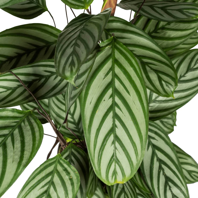 Calathea oppenheimiana | Korbmarante in verschiedenen Größen – Immergrün & Haustierfreundlich
