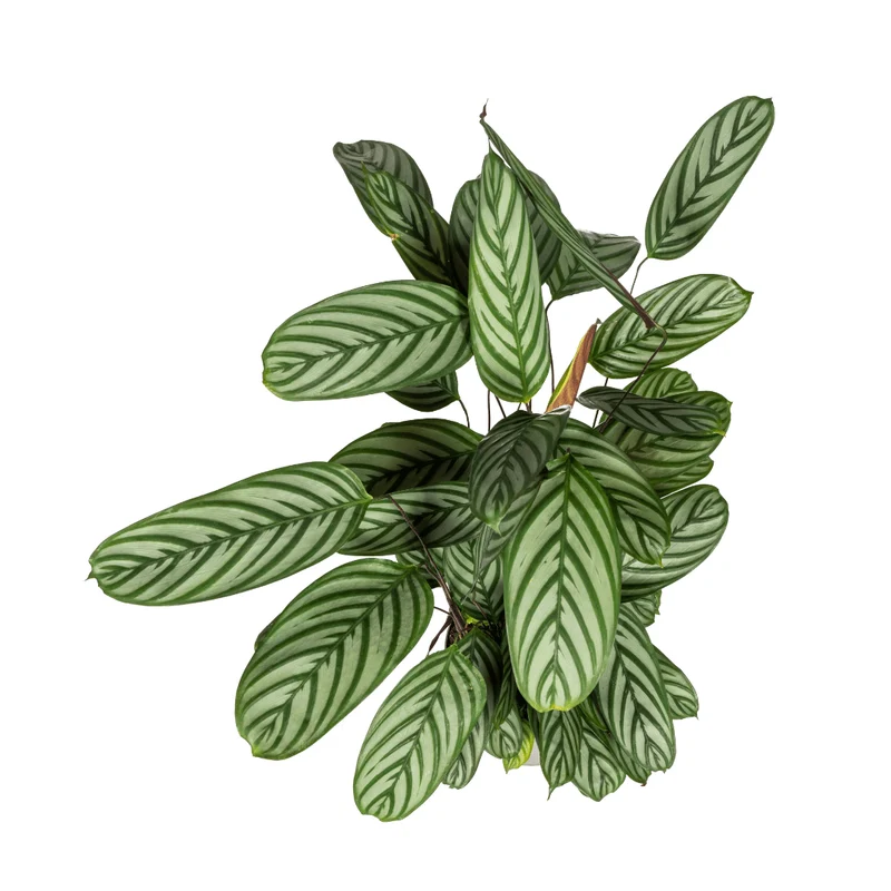 Calathea oppenheimiana | Korbmarante in verschiedenen Größen – Immergrün & Haustierfreundlich