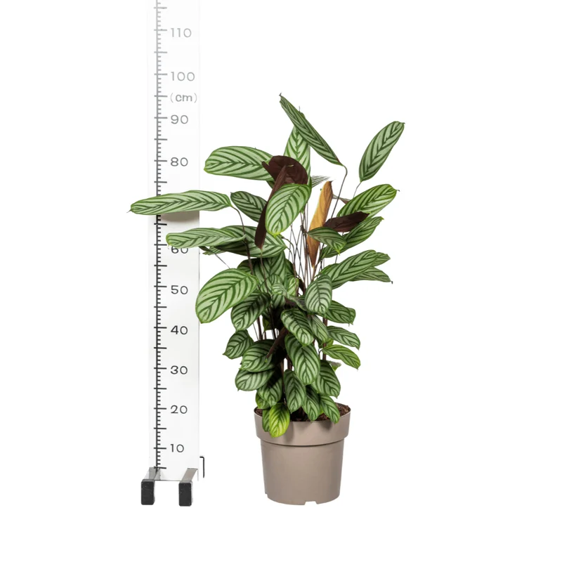 Calathea oppenheimiana | Korbmarante in verschiedenen Größen – Immergrün & Haustierfreundlich