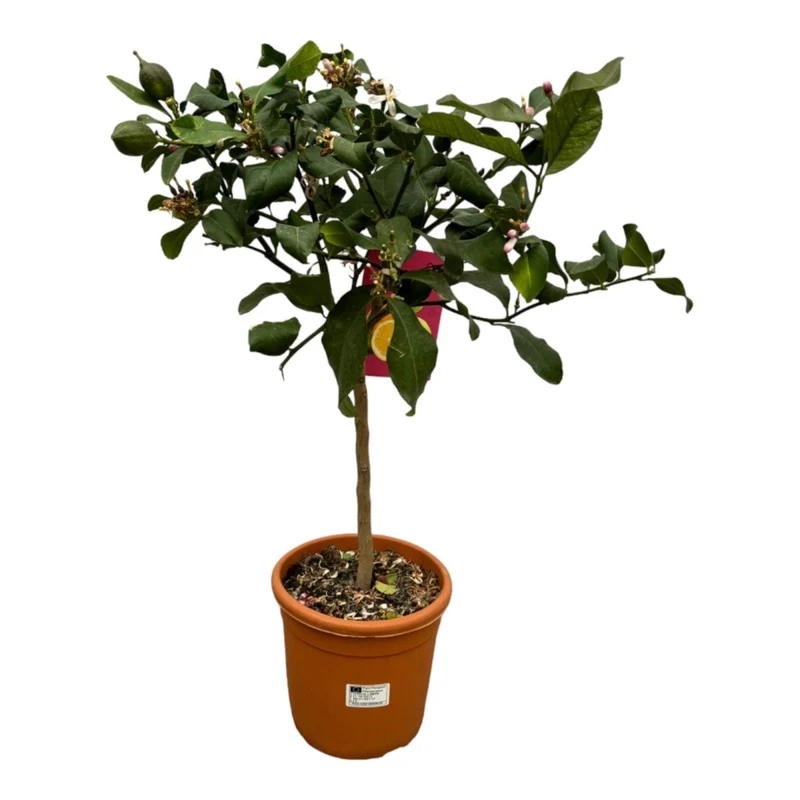 Citrus Lemon – Zitronenbaum für Kübel & Garten – Mediterranes Flair für Terrasse & Balkon
