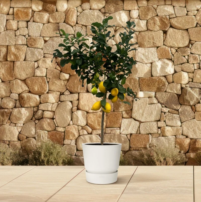 Citrus Lemon – Zitronenbaum für Kübel & Garten – Mediterranes Flair für Terrasse & Balkon