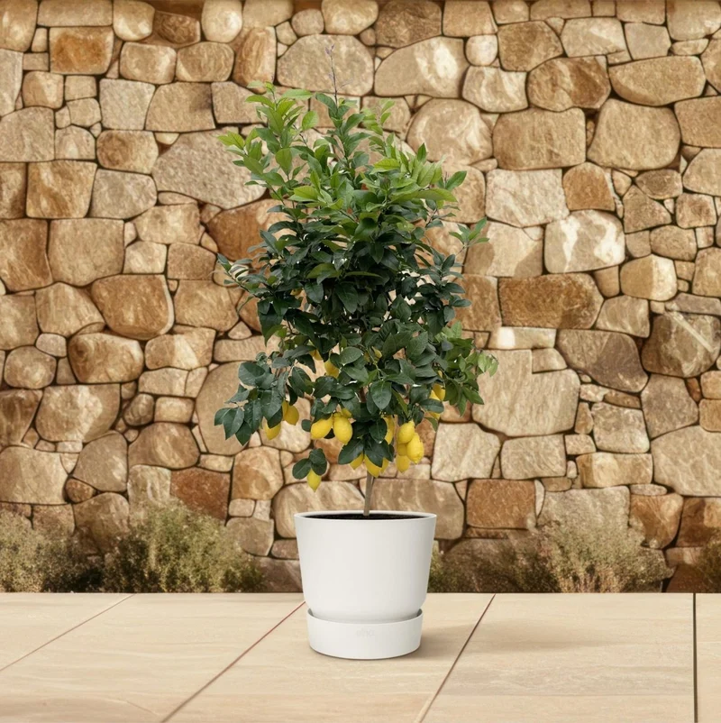 Citrus Lemon – Zitronenbaum für Kübel & Garten – Mediterranes Flair für Terrasse & Balkon