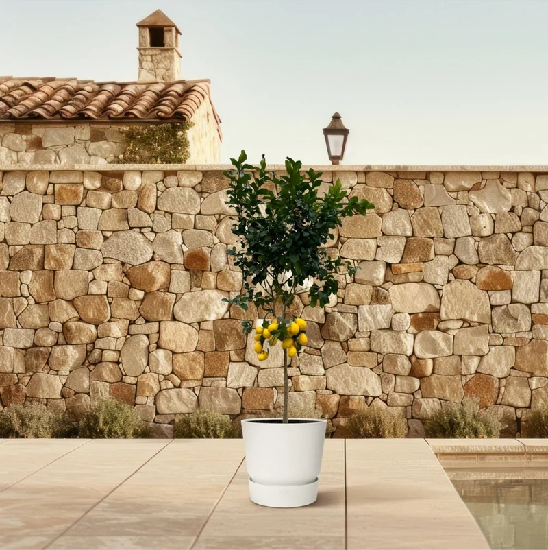 Citrus Lemon – Zitronenbaum für Kübel & Garten – Mediterranes Flair für Terrasse & Balkon