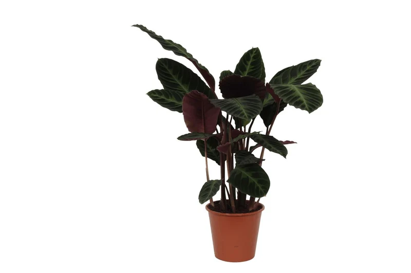 Calathea warscewiczii 100 cm | Korbmarante im Ø21 cm Topf – Immergrün & Haustierfreundlich