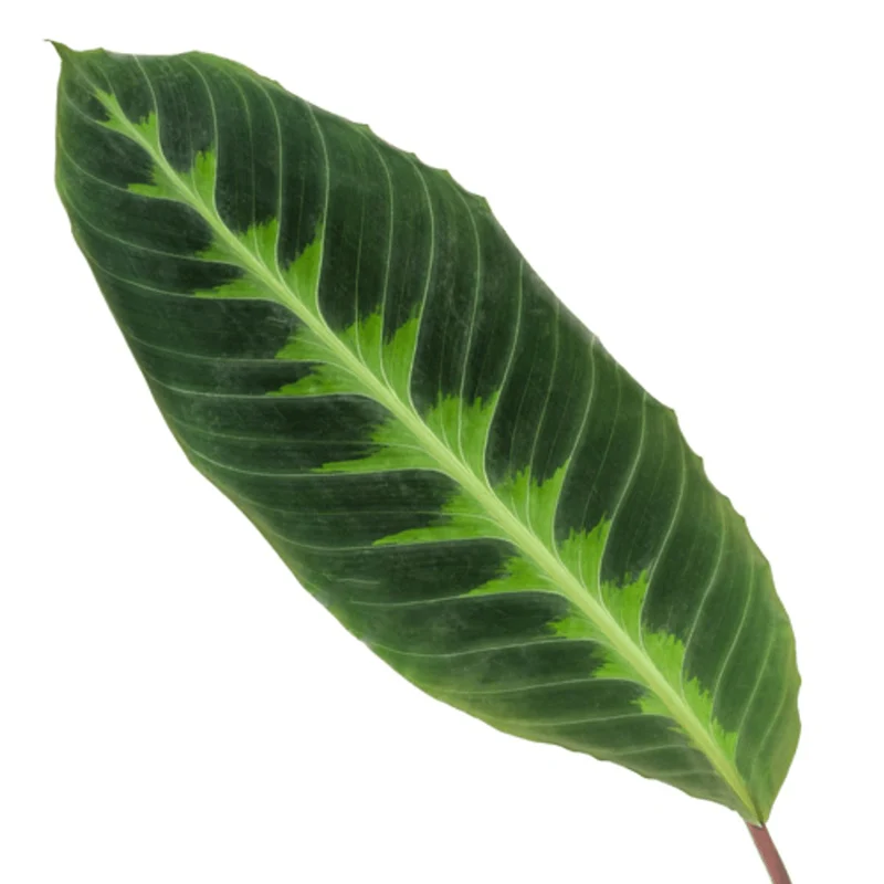 Calathea warscewiczii 100 cm | Korbmarante im Ø21 cm Topf – Immergrün & Haustierfreundlich