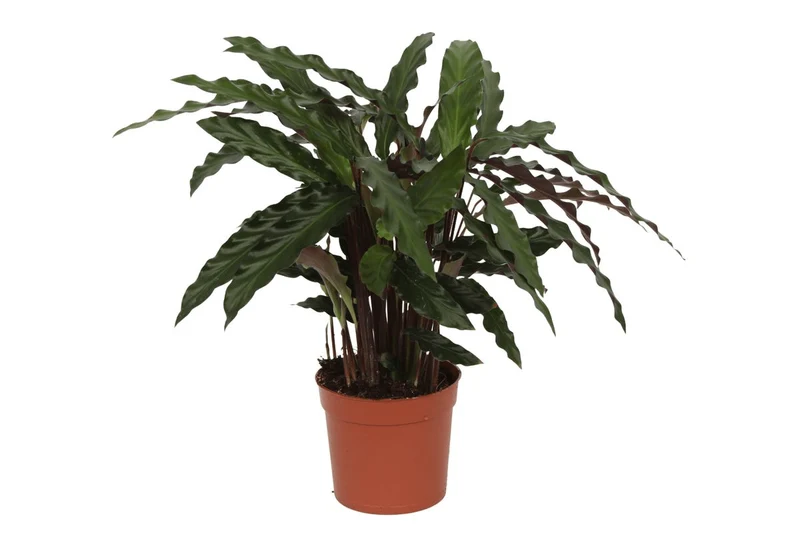 Calathea Elgergrass 35 cm | Korbmarante im Ø12 cm Topf – Immergrün & Haustierfreundlich