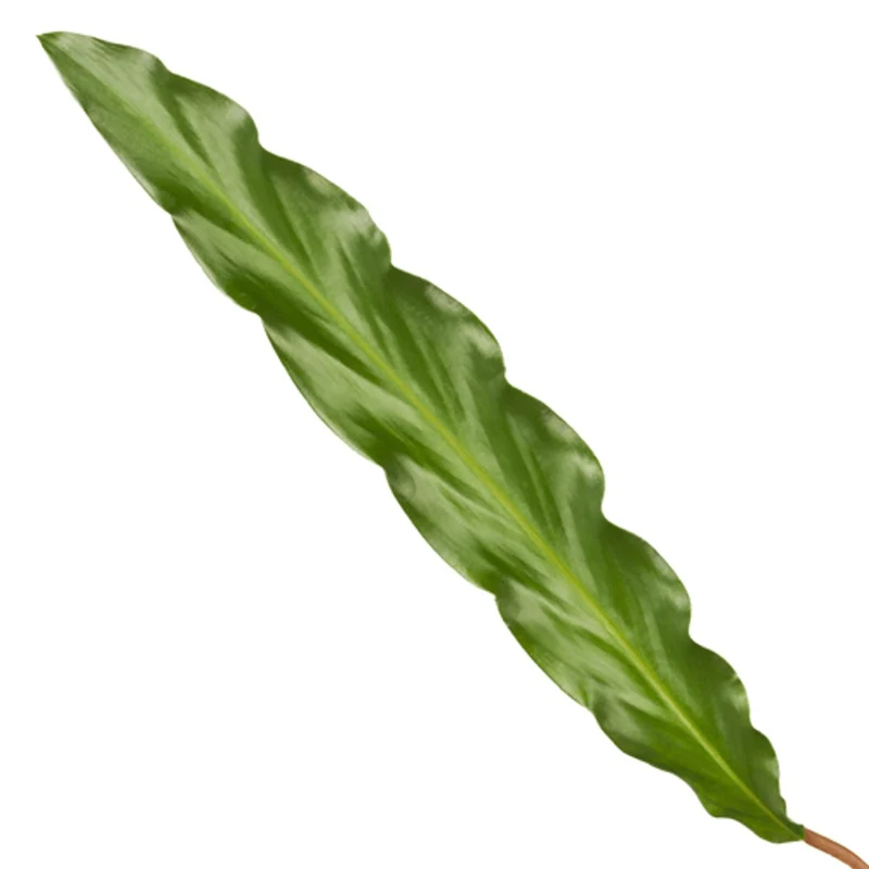 Calathea Elgergrass 35 cm | Korbmarante im Ø12 cm Topf – Immergrün & Haustierfreundlich