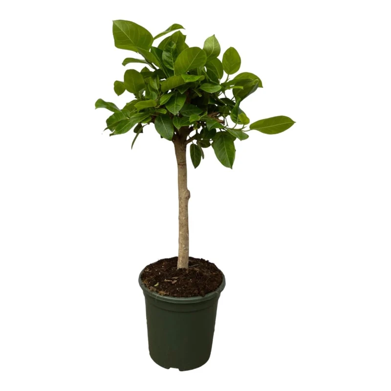 Ficus Altissimo Variegata – Exotische Zimmerpflanze mit Muster