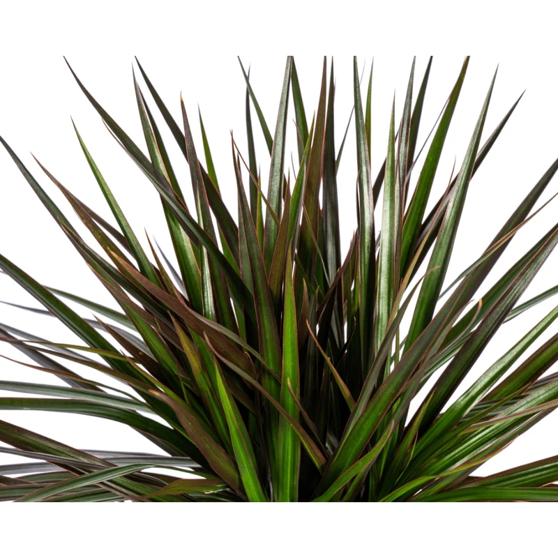 Dracaena marginata ‘Magenta’ – Exotische Zimmerpflanze