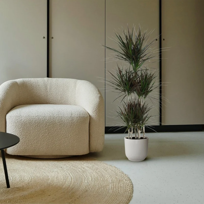 Dracaena marginata ‘Magenta’ – Exotische Zimmerpflanze