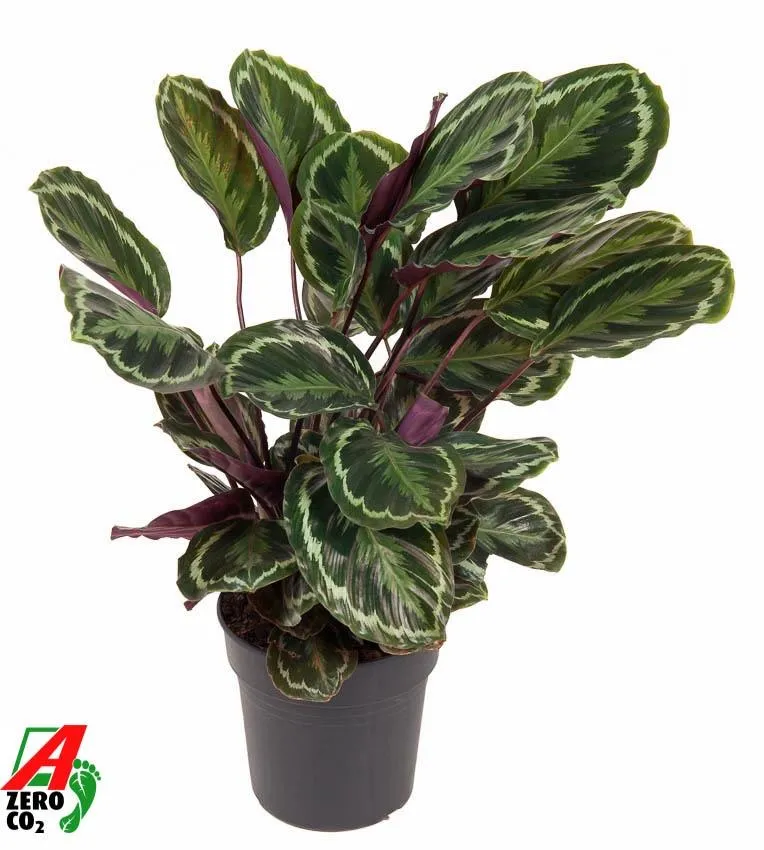 Calathea ‘Medallion’ 80 cm | Korbmarante im Ø24 cm Topf – Immergrün & Haustierfreundlich