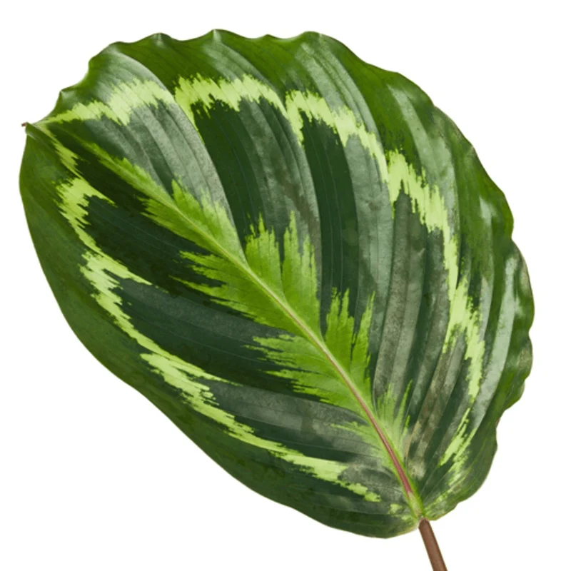 Calathea ‘Medallion’ 80 cm | Korbmarante im Ø24 cm Topf – Immergrün & Haustierfreundlich