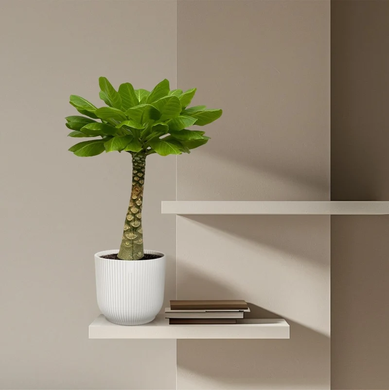 Hawaii-Palme Brighamia Insignis - 25 cm - Ø 12 cm