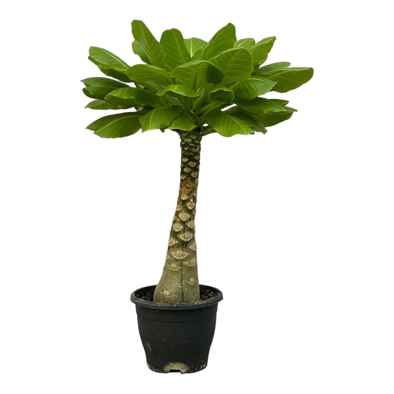 Hawaii-Palme Brighamia Insignis - 25 cm - Ø 12 cm