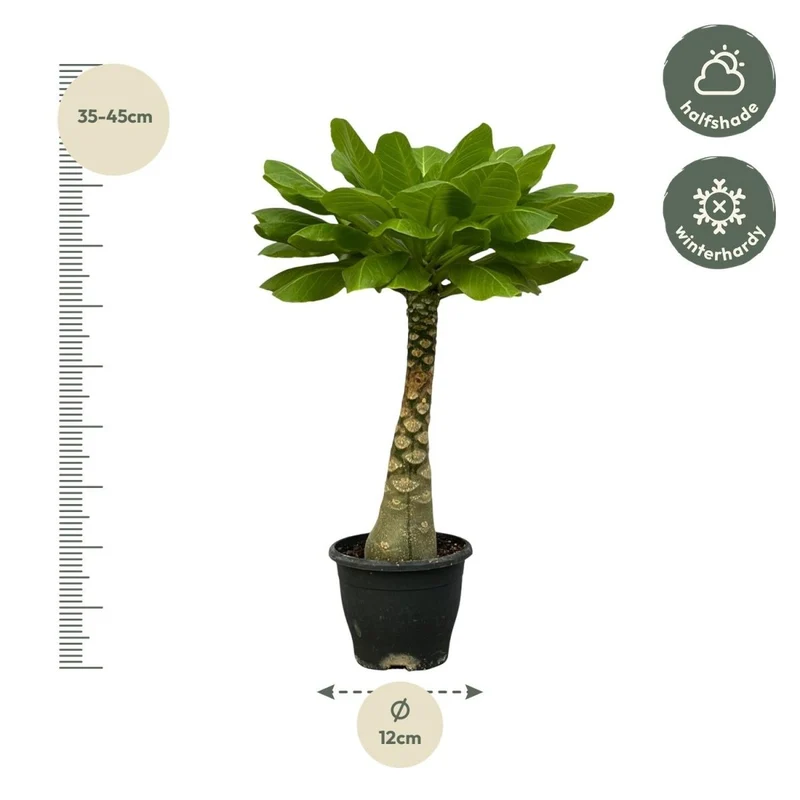 Hawaii-Palme Brighamia Insignis - 25 cm - Ø 12 cm