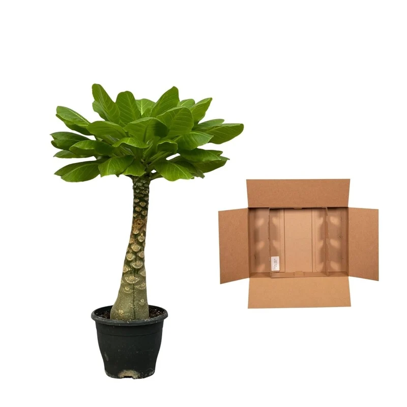 Hawaii-Palme Brighamia Insignis - 25 cm - Ø 12 cm