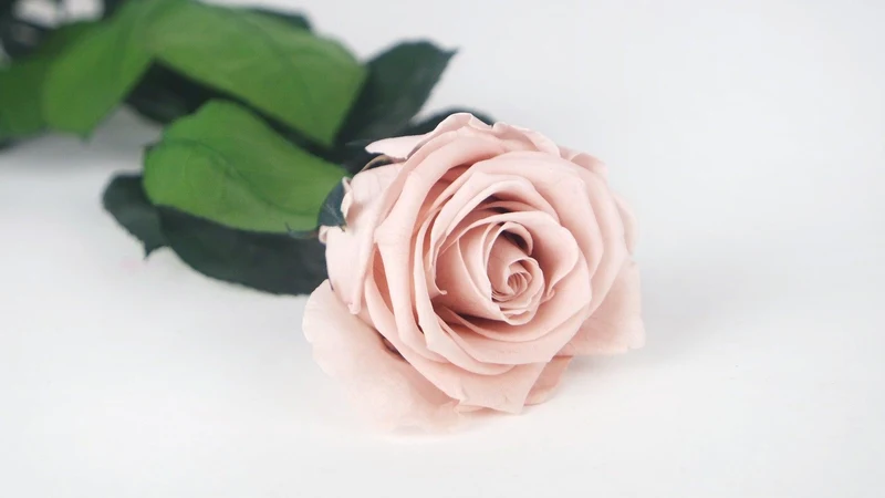 Luxus konservierte Rose mit Stiel 50 cm Kiara - 1 Stück - Antique pink