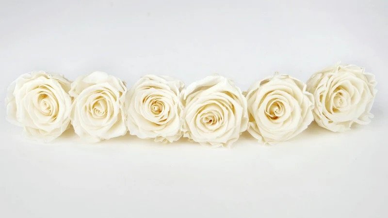 Stabilisierte Rosen Kiara 6 cm - 6 Stück - Pearl white