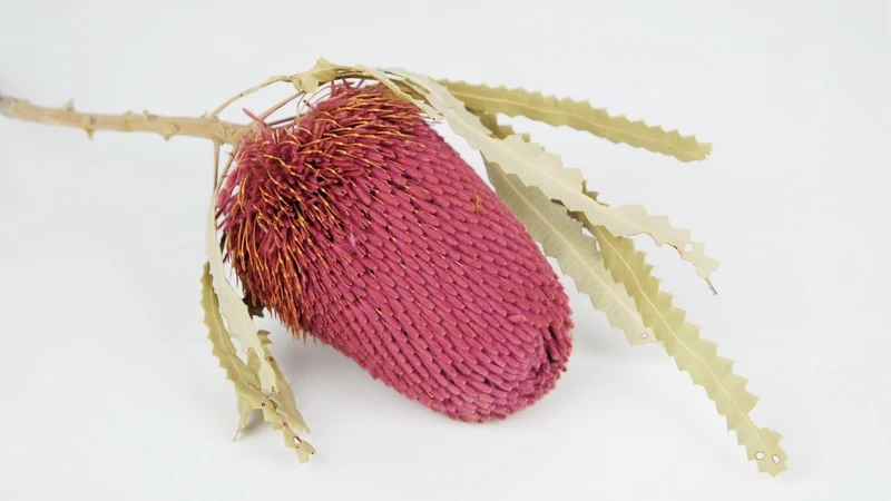 Banksia Hookerana - 1 Stiel - Himbeerrosa