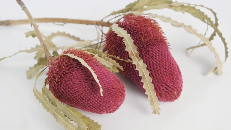 Banksia Hookerana - 1 Stiel - Himbeerrosa