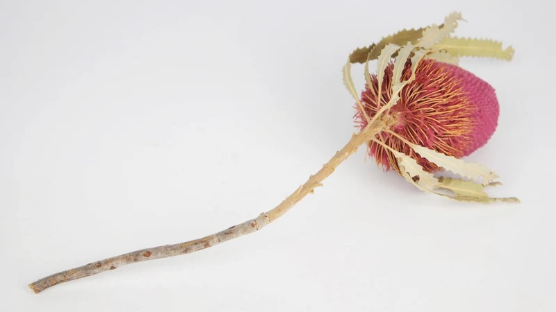 Banksia Hookerana - 1 Stiel - Himbeerrosa