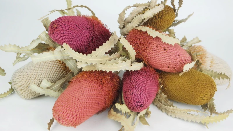 Banksia Hookerana - 1 Stiel - Himbeerrosa