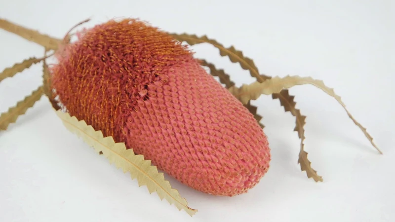 Banksia Hookerana - 1 Stiel - Vintage rosa