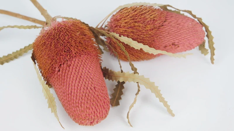 Banksia Hookerana - 1 Stiel - Vintage rosa