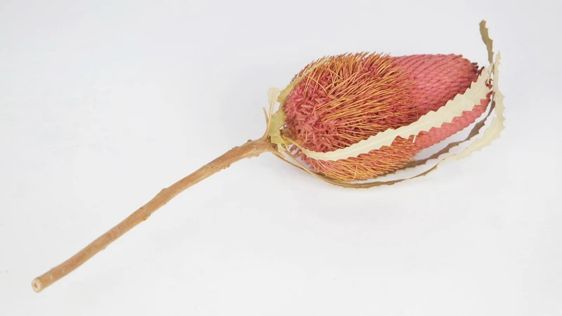 Banksia Hookerana - 1 Stiel - Vintage rosa