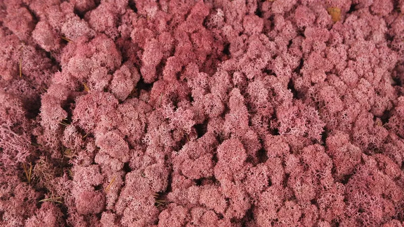 Konserviertes Islandmoos - 5 kg - Bordeaux