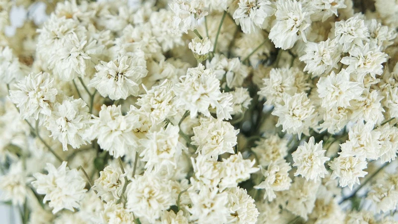 Achillea Ptarmica - 1 Strauß - Naturfarbe Weiß