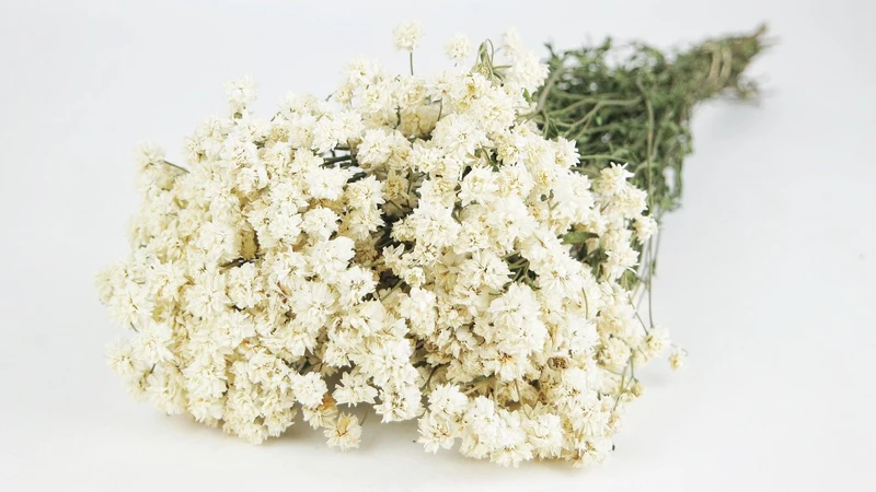 Achillea Ptarmica - 1 Strauß - Naturfarbe Weiß