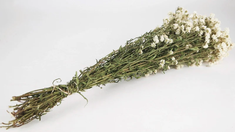 Achillea Ptarmica - 1 Strauß - Naturfarbe Weiß