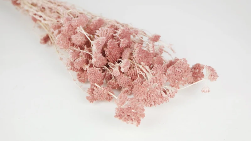 Achillea Silvestre getrocknet - 1 Bund - Litschi