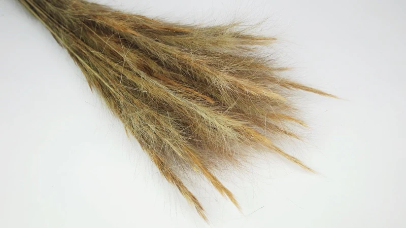 Foxtail Grass getrocknet - 1 Strauß - Naturfarbe