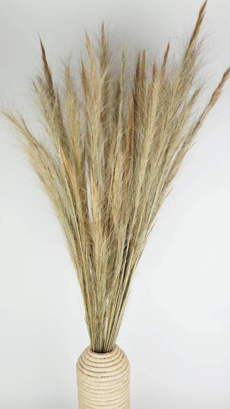 Foxtail Grass getrocknet - 1 Strauß - Naturfarbe
