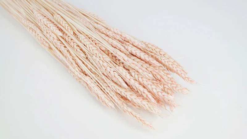 Weizen getrocknet - 1 Bund - Nude