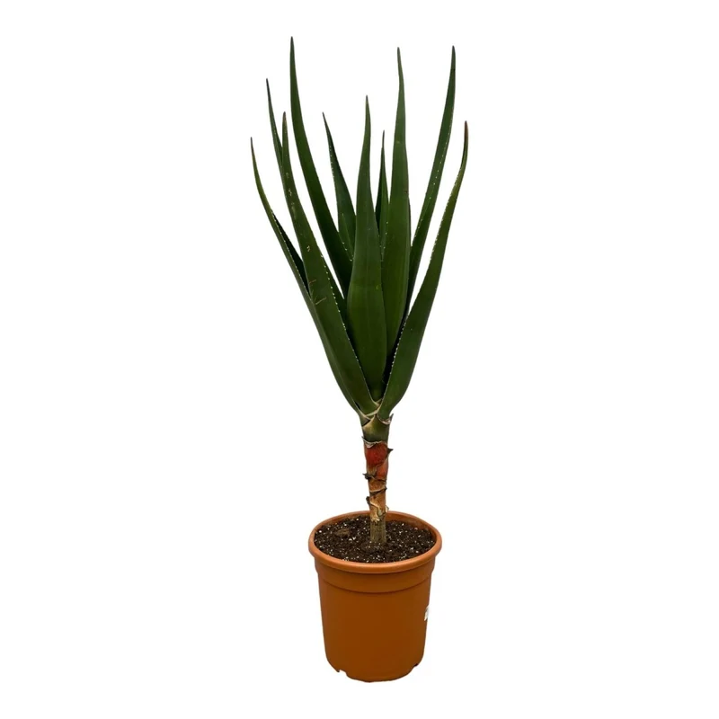 Aloë Barberae - 160 cm - Ø 30 cm