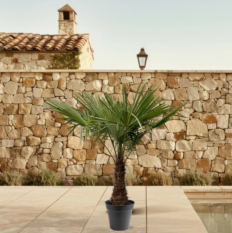 Hanfpalme kaufen – Trachycarpus fortunei 90–270 cm | winterhart
