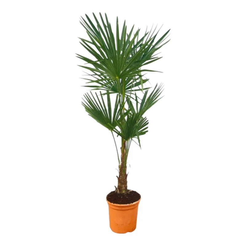Hanfpalme kaufen – Trachycarpus fortunei 90–270 cm | winterhart